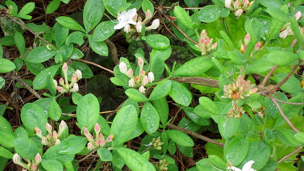 leaves
