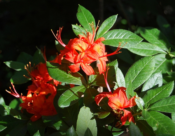 Rhododendron calendulaceum