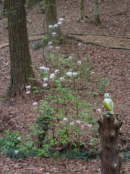 Woodland setting