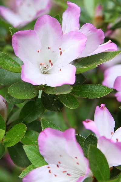 Rhododendron eriocarpum