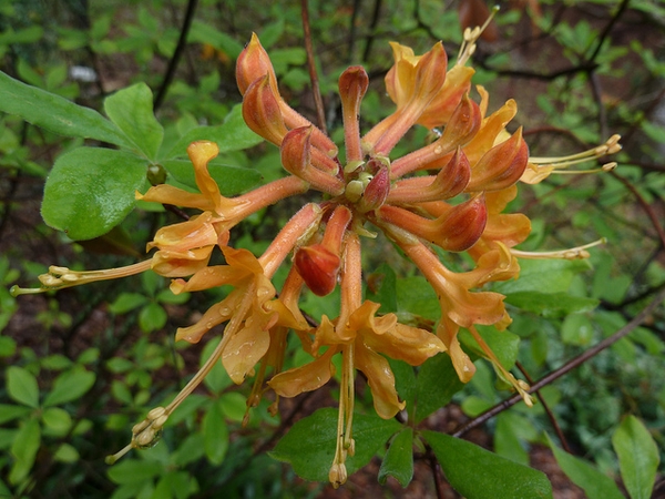 Rhododendron flammeum