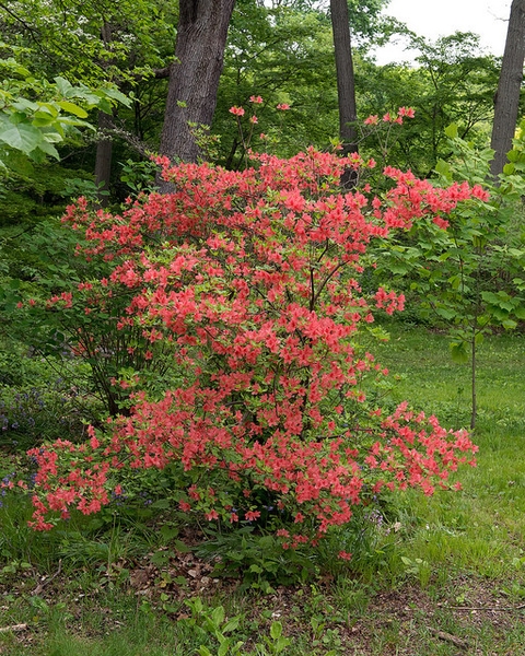 Rhododendron kaempferi
