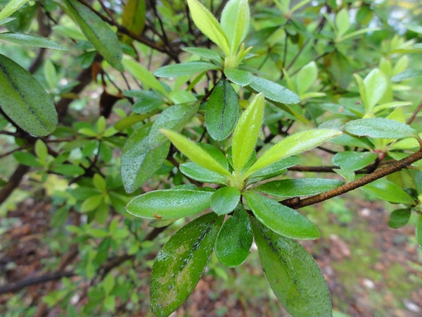 Rhododendron kaempferi