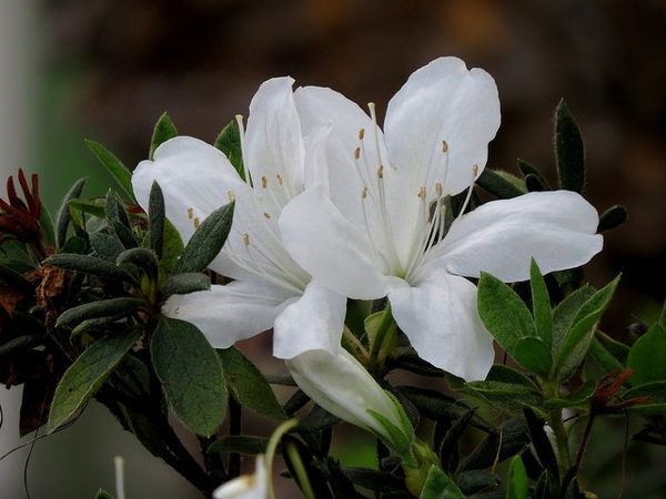 Rhododendron obtusum
