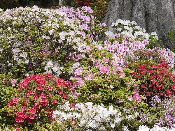 Rhododendron obtusum