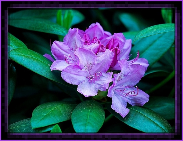 Rhododendron prinophyllum