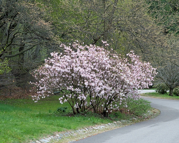 Rhododendron schlippenbachii