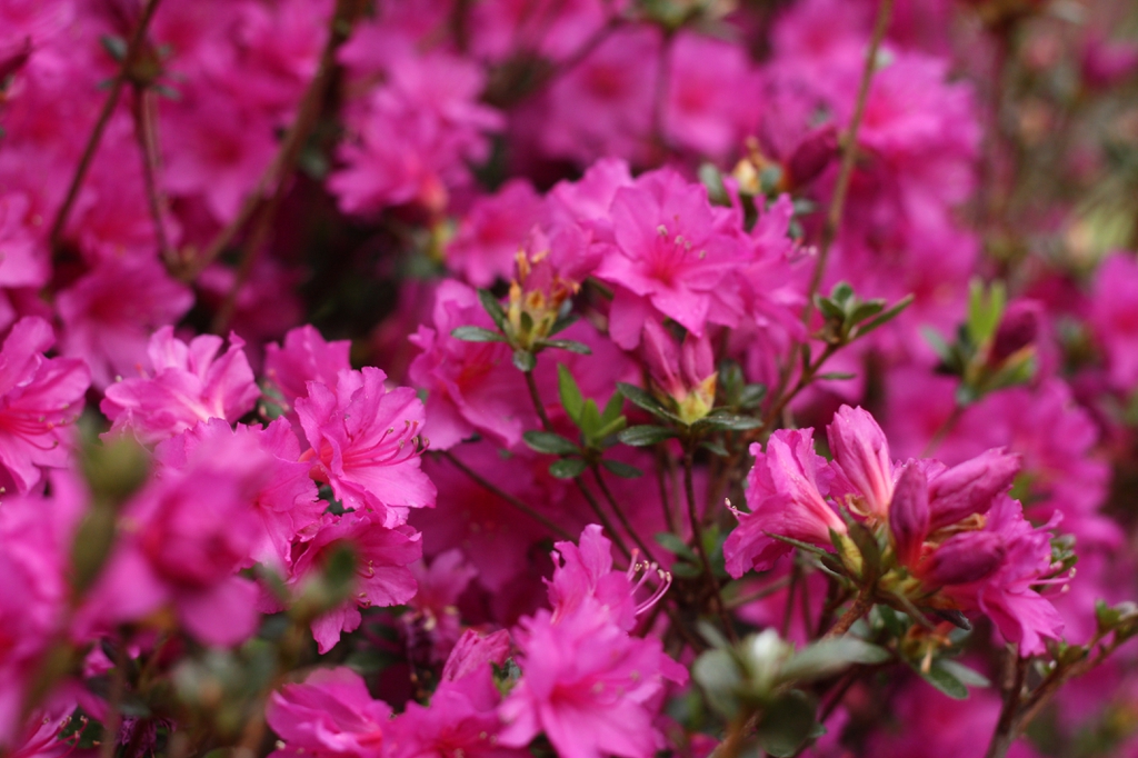 Azaea covered with carmine flowers.