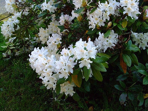 Leaf branches and clusters of white flowers.
