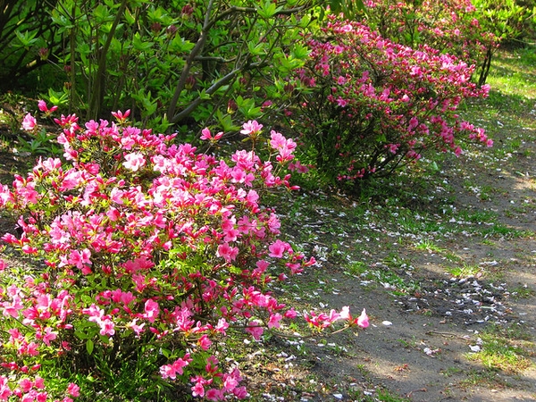 Rhododendron vaseyi