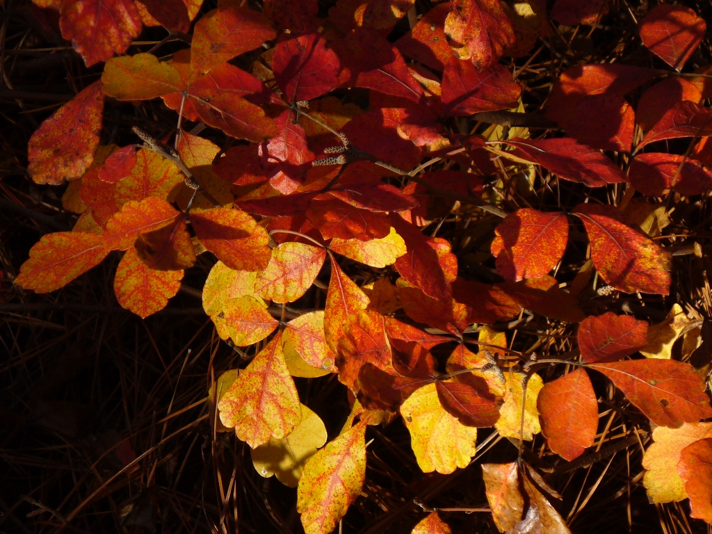 Rhus aromatica 'Gro-low' in fall  Moore County, NC