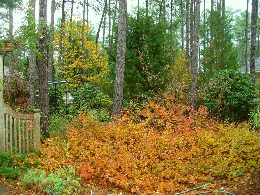 Rhus aromatica 'Gro-low' in fall in Moore County