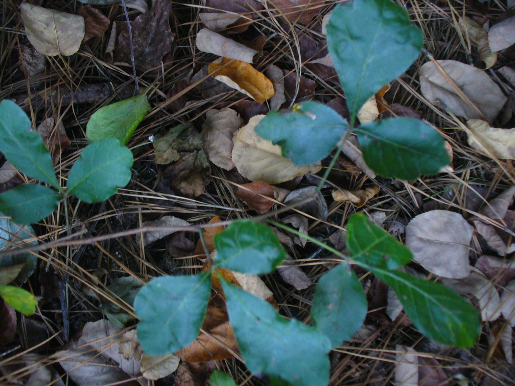 Rhus aromatica 'Gro-low' leaves in summer in Moore County