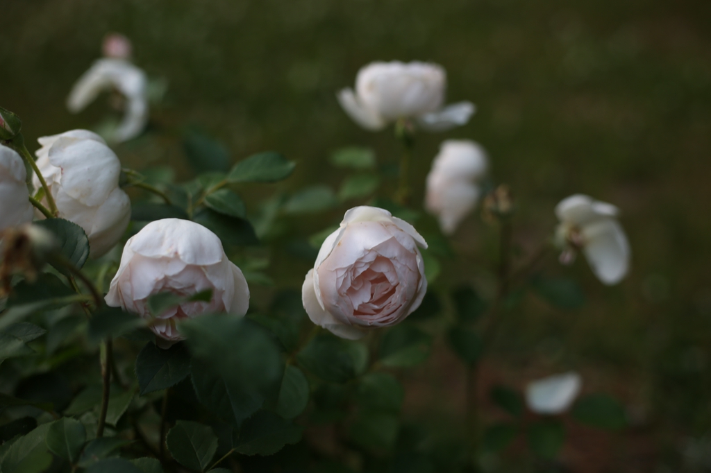 A group of pale pink roses beginning to open. Leaves visible.