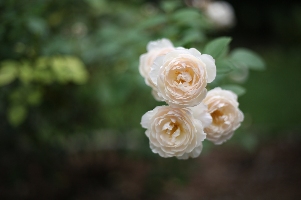 Close-up on a trio of pale blush pink double flowers.