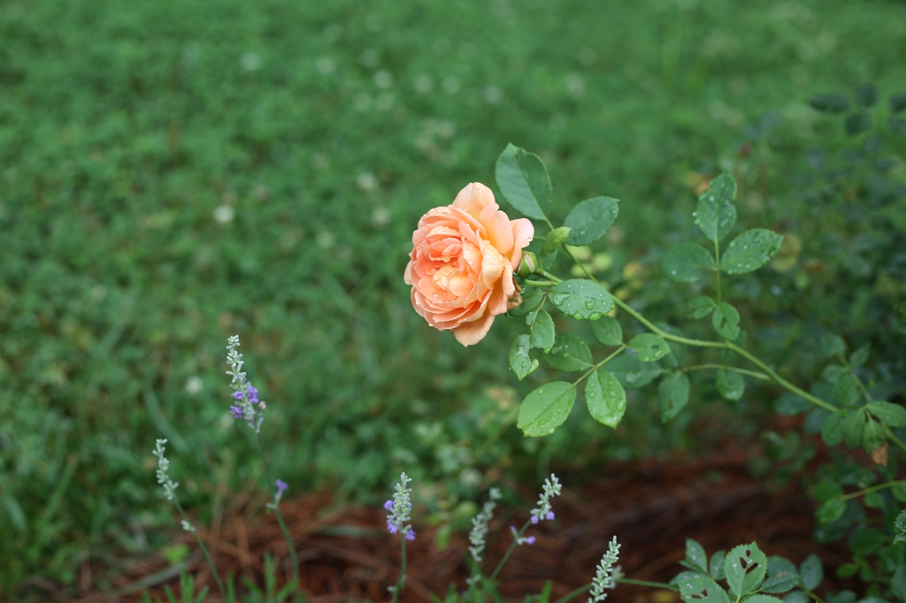 A solitary double salmon-to-apricot pink flower.