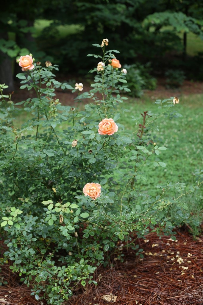 Shrub with several double salmon-to-apricot pink flowers.