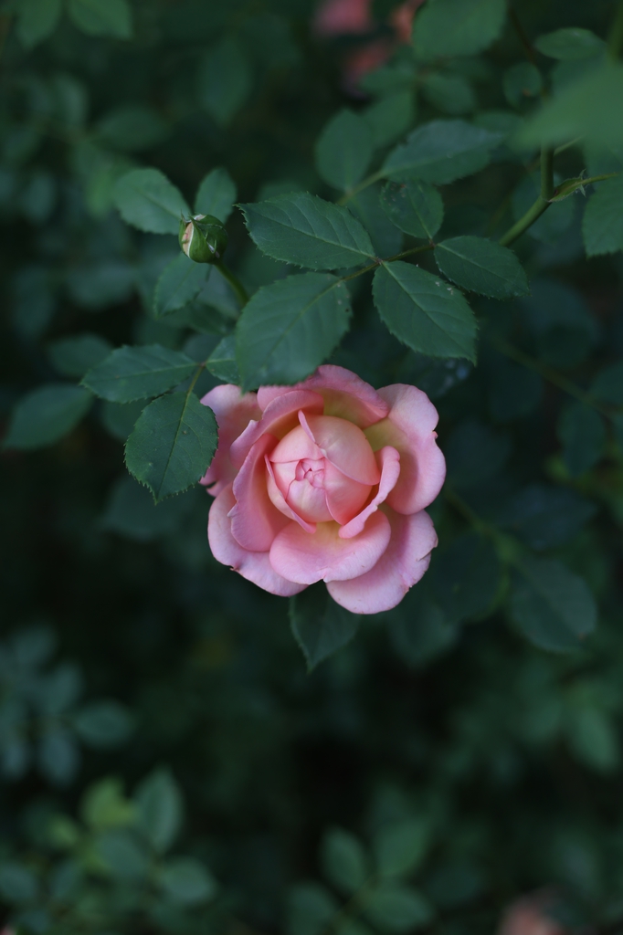 POV looking down on a double pink rose and surrounding leaves.