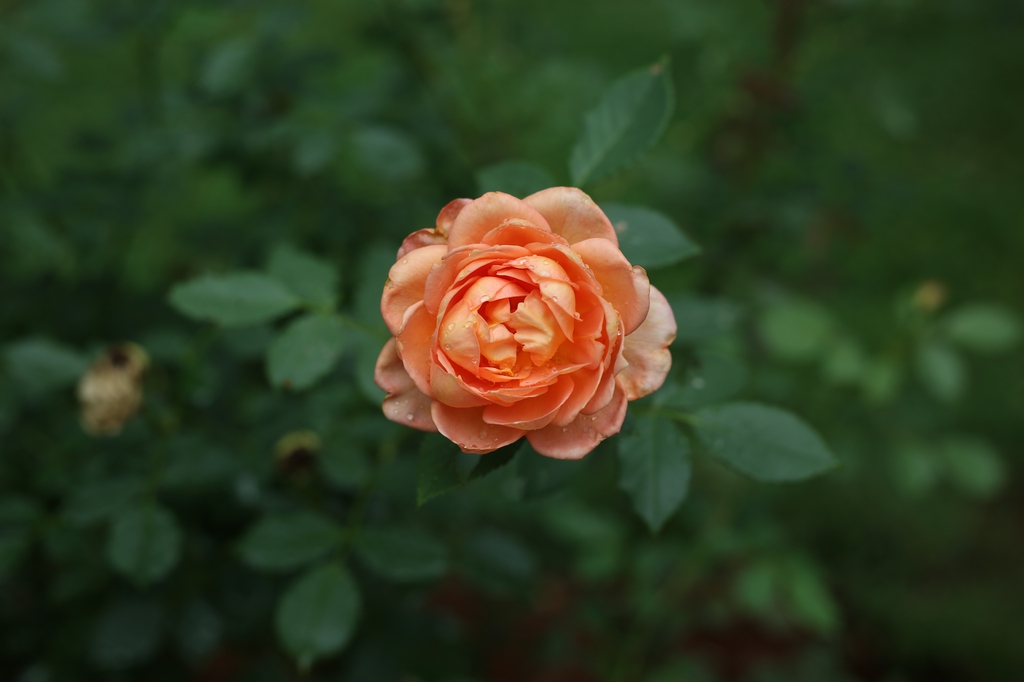 Solitary, fully double, apricot-colored rose.