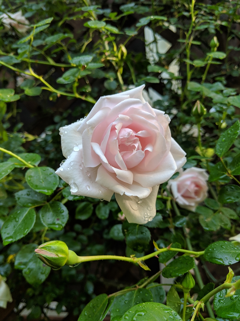 Rosa 'New Dawn'