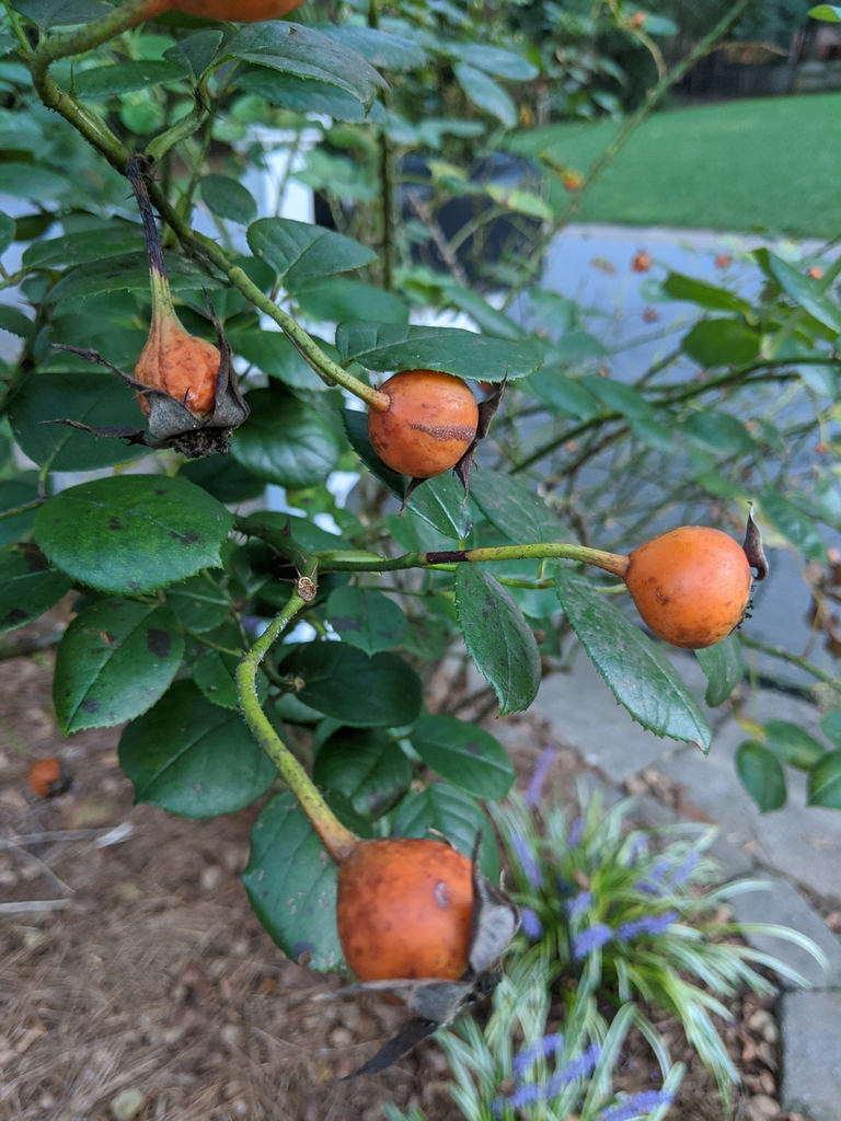 Leafy branch bearing orange rose hips.