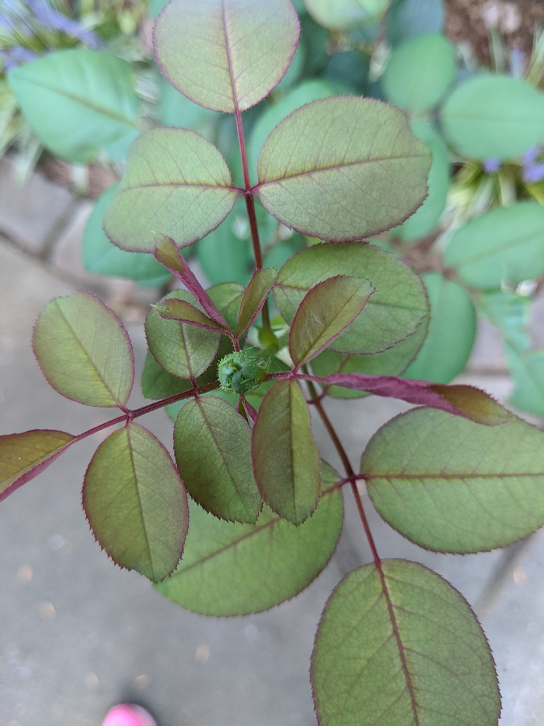 POV looking down on a shoot with pinnately compound leaves.