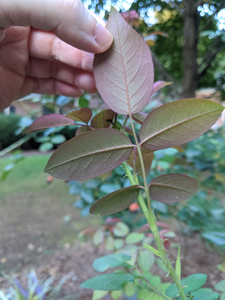 Fingers lifting a pinnate leaf to show underside & veins.