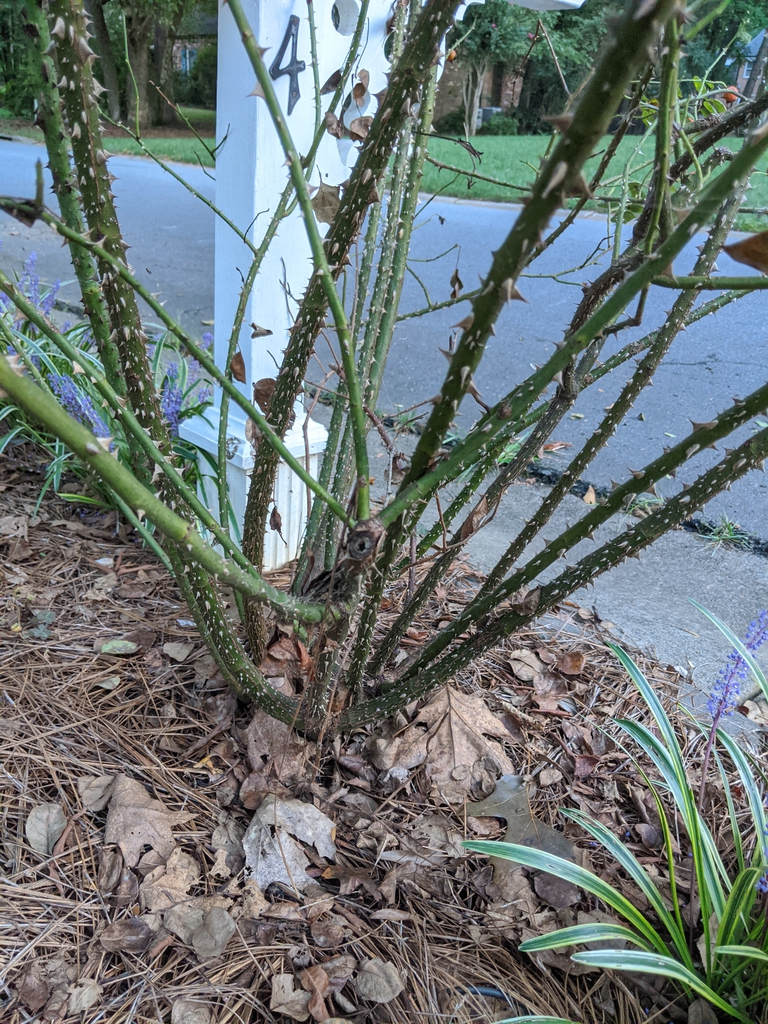 A cluster of stems and branches all well-armed with prickles.