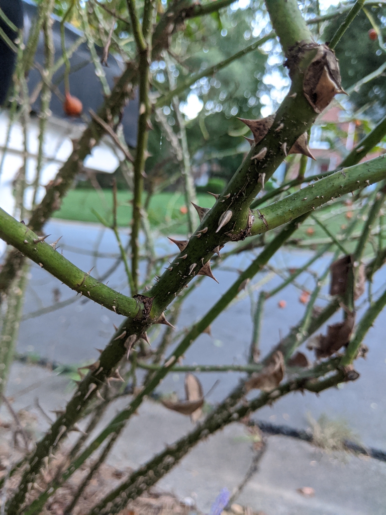 A cluster of stems and branches all well-armed with prickles.