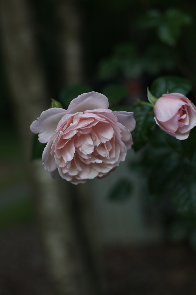 A bud and open flower of a double, pale pink rose