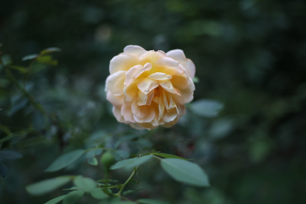 Solitary flower of a fully double, pale pinkish yellow rose.
