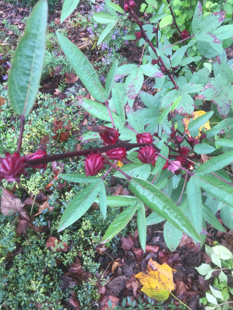 Hibiscus sabdariffa