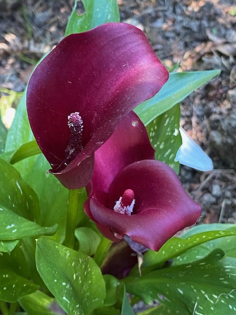 'Royal Valentine' deep burgundy spathe and red to white spadix.