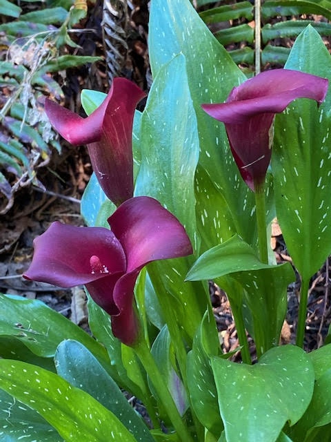 'Royal Valentine' has spotted leaves.