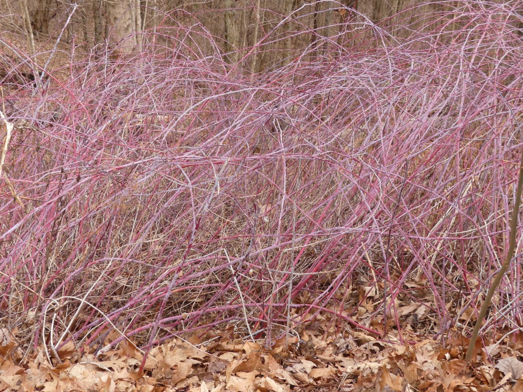 Winter Canes -March 5 - Haywood Co., - NC