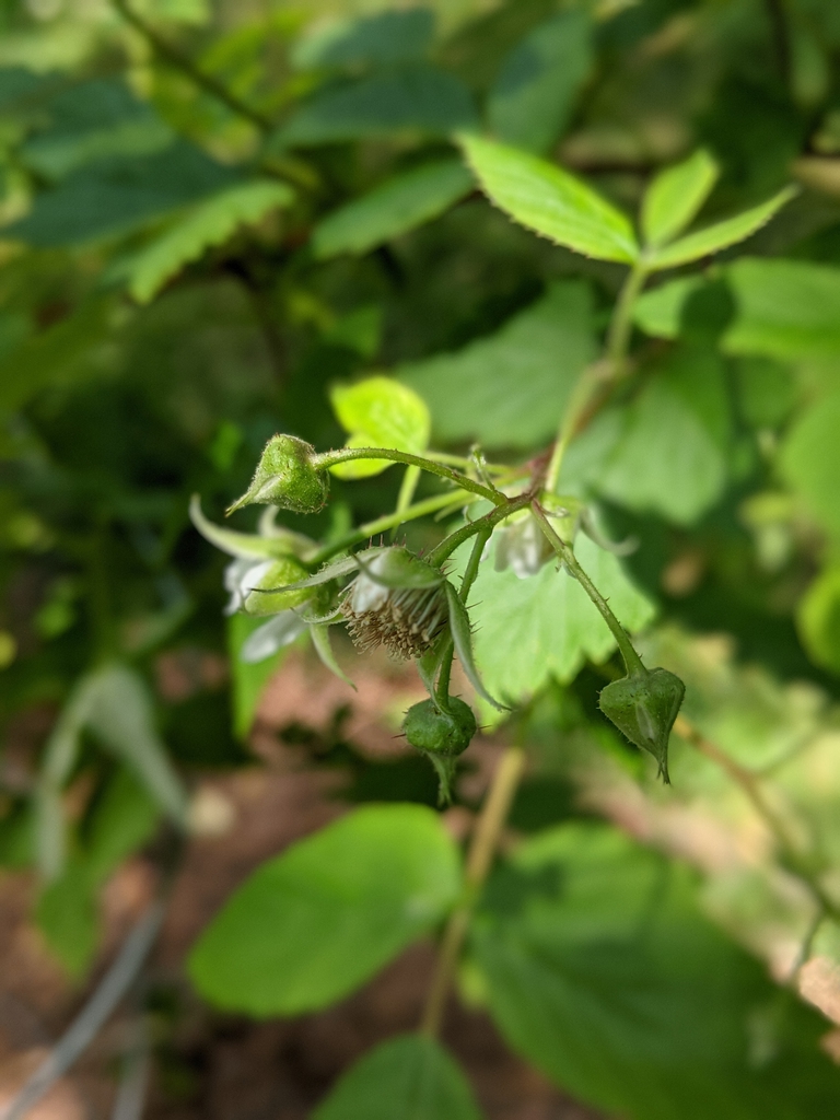 Buds 'Heritage'