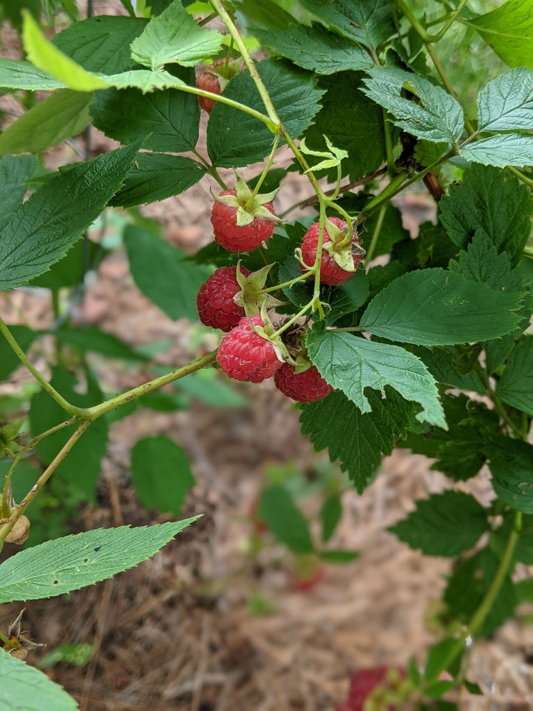 Fruits 'Heritage'