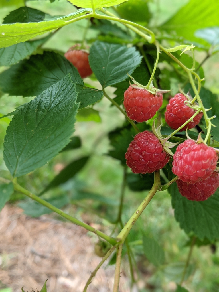 Fruits 'Heritage'