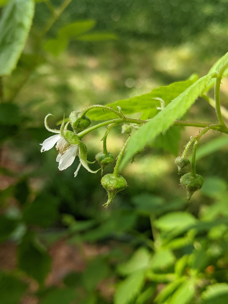 Buds and Flower 'Heritage'