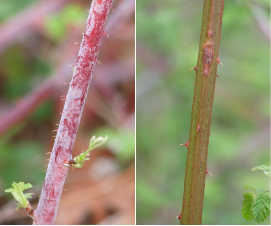 w/ Rubus pensilvanicus - April 8 - Haywood Co., - NC