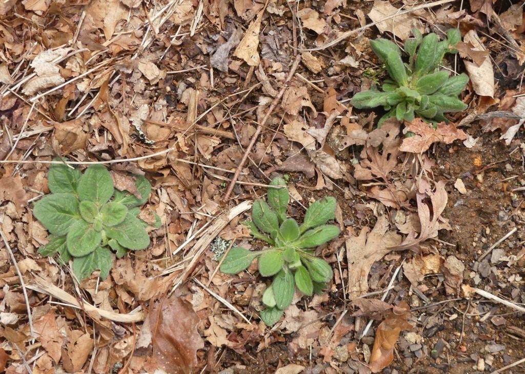 Overwintered Foliage - March 17 - Haywood Co., - NC