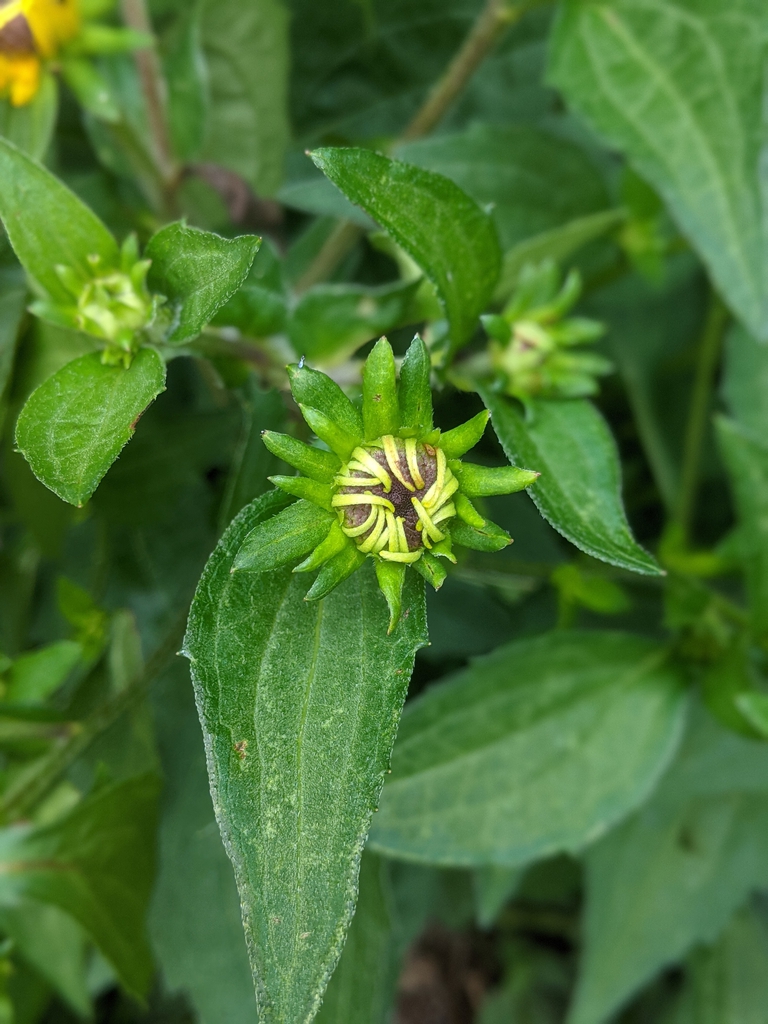 bud July 2021