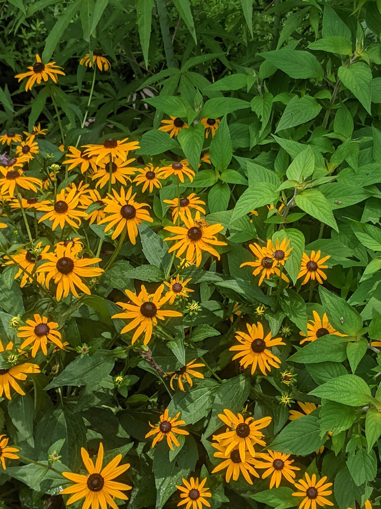 Form July 2021 in mixed planting Cabarrus
