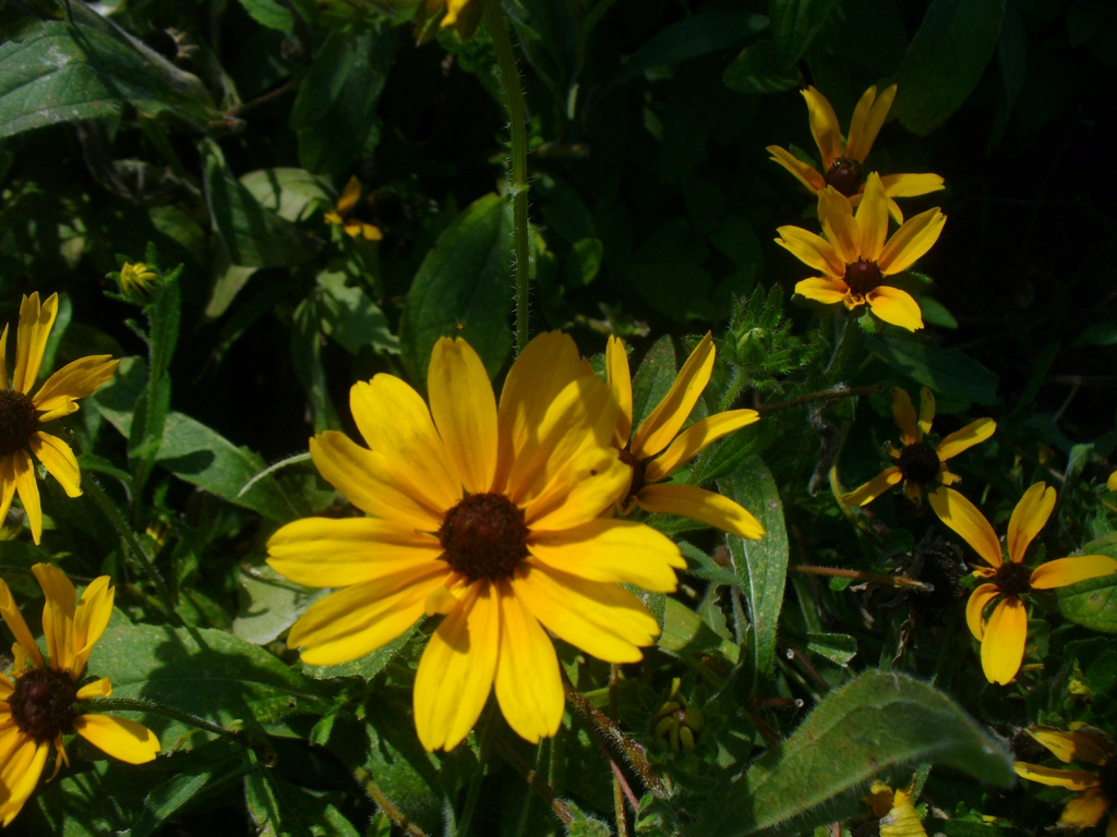 flower and leaves (summer in Moore county)