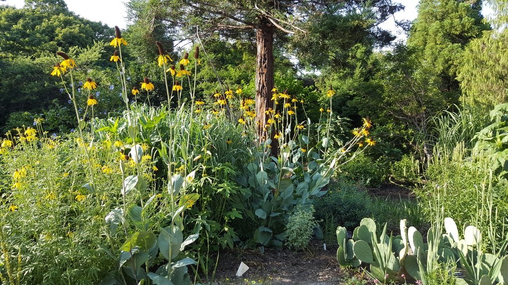 Rudbeckia Maxima in the garden