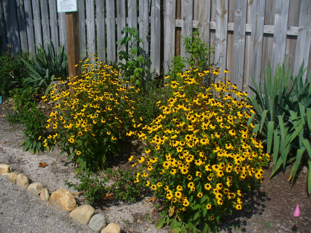 form in Moore County in summer