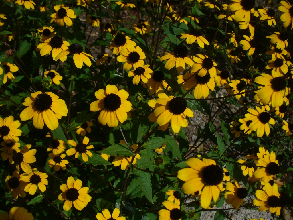 in summer in Moore county: close up of flowers and leaves