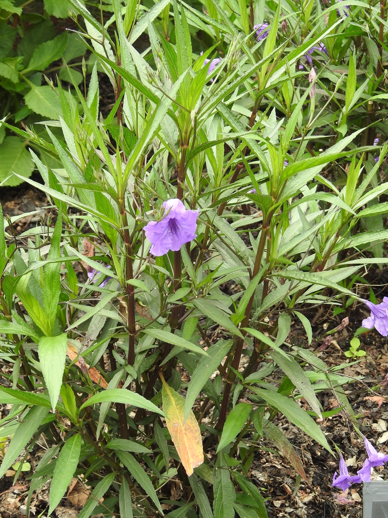 Ruellia simplex 'Purple Showers' form