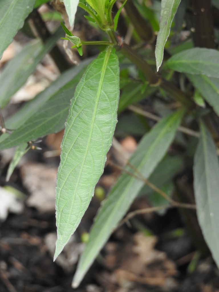 Ruellia simplex 'Purple Showers' leaves