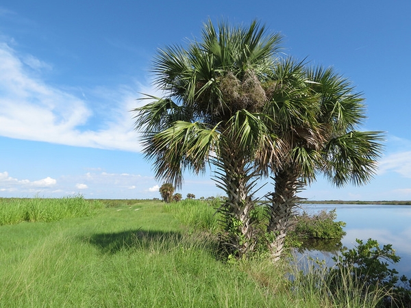 Sabal palmetto